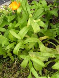 Fotografia da espécie Calendula officinalis