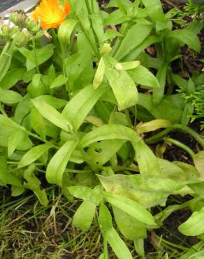 Fotografia 9 da espécie Calendula officinalis no Jardim Botânico UTAD