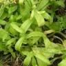 Fotografia 9 da espécie Calendula officinalis do Jardim Botânico UTAD