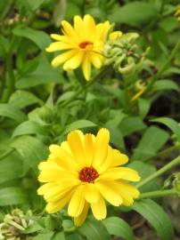 Fotografia da espécie Calendula officinalis