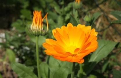 Fotografia da espécie Calendula officinalis