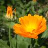 Fotografia 11 da espécie Calendula officinalis do Jardim Botânico UTAD