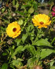 Fotografia da espécie Calendula officinalis