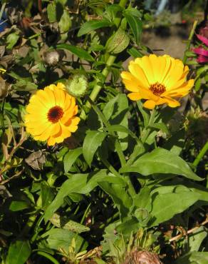 Fotografia 1 da espécie Calendula officinalis no Jardim Botânico UTAD