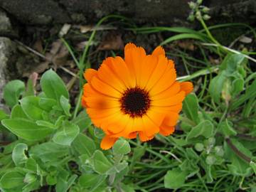 Fotografia da espécie Calendula officinalis