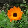 Fotografia 12 da espécie Calendula officinalis do Jardim Botânico UTAD