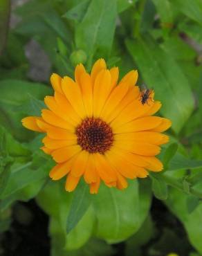 Fotografia 13 da espécie Calendula officinalis no Jardim Botânico UTAD