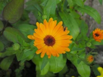 Fotografia da espécie Calendula officinalis