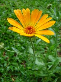 Fotografia da espécie Calendula officinalis