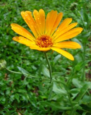 Fotografia 14 da espécie Calendula officinalis no Jardim Botânico UTAD