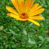 Fotografia 14 da espécie Calendula officinalis do Jardim Botânico UTAD