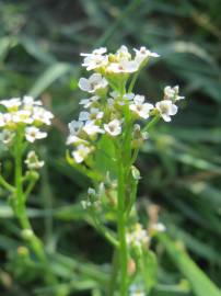 Fotografia da espécie Calepina irregularis