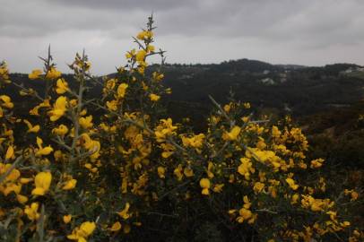 Fotografia da espécie Calicotome villosa