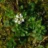Fotografia 2 da espécie Cardamine parviflora do Jardim Botânico UTAD