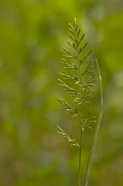 Fotografia da espécie Catapodium rigidum subesp. rigidum