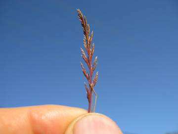 Fotografia da espécie Catapodium rigidum subesp. rigidum