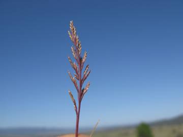 Fotografia da espécie Catapodium rigidum subesp. rigidum