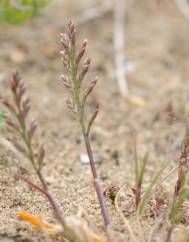 Catapodium rigidum subesp. rigidum