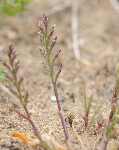 Fotografia de capa Catapodium rigidum subesp. rigidum - do Jardim Botânico