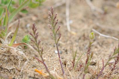 Fotografia da espécie Catapodium rigidum subesp. rigidum