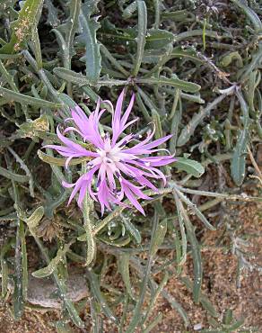 Fotografia 3 da espécie Centaurea pullata no Jardim Botânico UTAD