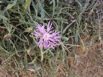 Fotografia da espécie Centaurea pullata