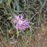 Fotografia 3 da espécie Centaurea pullata do Jardim Botânico UTAD