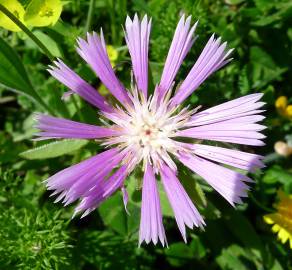 Fotografia da espécie Centaurea pullata