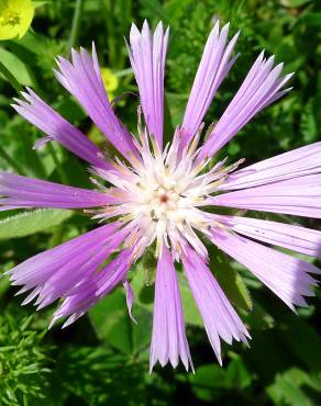 Fotografia 4 da espécie Centaurea pullata no Jardim Botânico UTAD