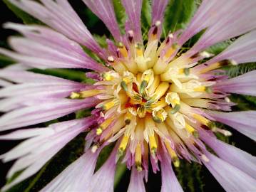 Fotografia da espécie Centaurea pullata