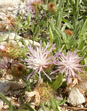 Fotografia 6 da espécie Centaurea pullata no Jardim Botânico UTAD