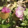 Fotografia 7 da espécie Centaurea pullata do Jardim Botânico UTAD