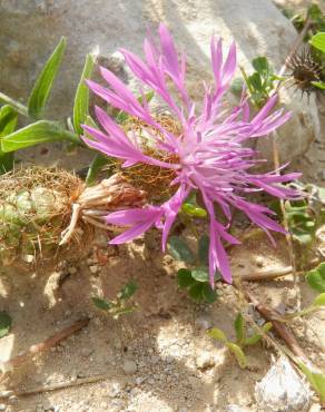 Fotografia 8 da espécie Centaurea pullata no Jardim Botânico UTAD