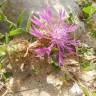 Fotografia 8 da espécie Centaurea pullata do Jardim Botânico UTAD