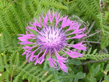 Fotografia da espécie Centaurea sphaerocephala subesp. sphaerocephala