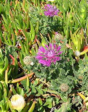 Fotografia 5 da espécie Centaurea sphaerocephala subesp. sphaerocephala no Jardim Botânico UTAD