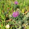 Fotografia 5 da espécie Centaurea sphaerocephala subesp. sphaerocephala do Jardim Botânico UTAD