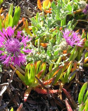 Fotografia 6 da espécie Centaurea sphaerocephala subesp. sphaerocephala no Jardim Botânico UTAD