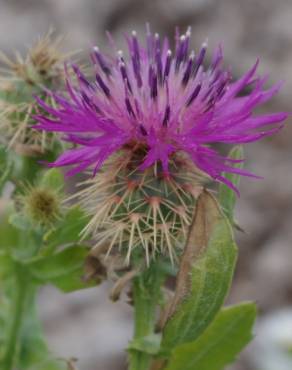 Fotografia 7 da espécie Centaurea sphaerocephala subesp. sphaerocephala no Jardim Botânico UTAD