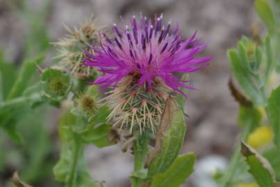 Fotografia da espécie Centaurea sphaerocephala subesp. sphaerocephala