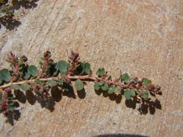 Fotografia da espécie Chamaesyce prostrata