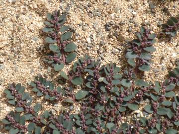 Fotografia da espécie Chamaesyce prostrata