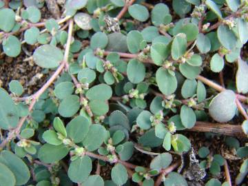 Fotografia da espécie Chamaesyce prostrata