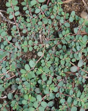 Fotografia 8 da espécie Chamaesyce prostrata no Jardim Botânico UTAD