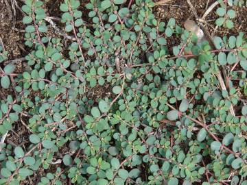 Fotografia da espécie Chamaesyce prostrata