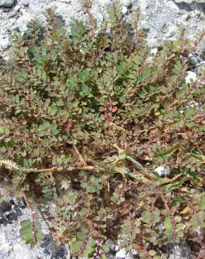 Fotografia 10 da espécie Chamaesyce prostrata no Jardim Botânico UTAD