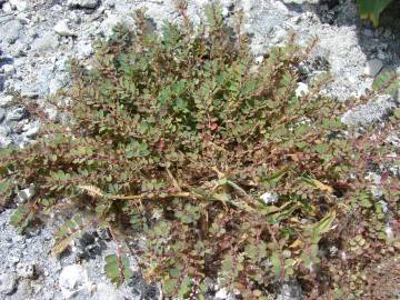 Fotografia da espécie Chamaesyce prostrata