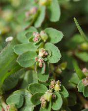 Fotografia da espécie Chamaesyce prostrata