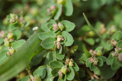 Fotografia da espécie Chamaesyce prostrata