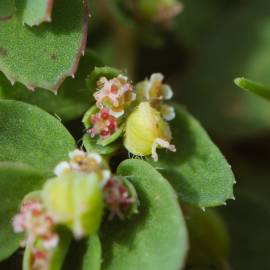 Fotografia da espécie Chamaesyce prostrata